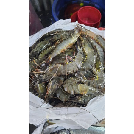 

udang pancet besar segar preorder