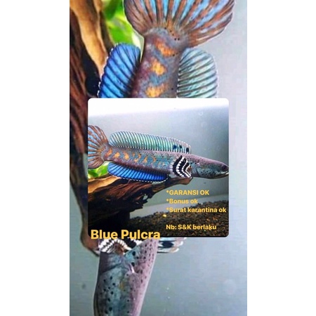 Paket Usaha Pulcra Blue (5 item)