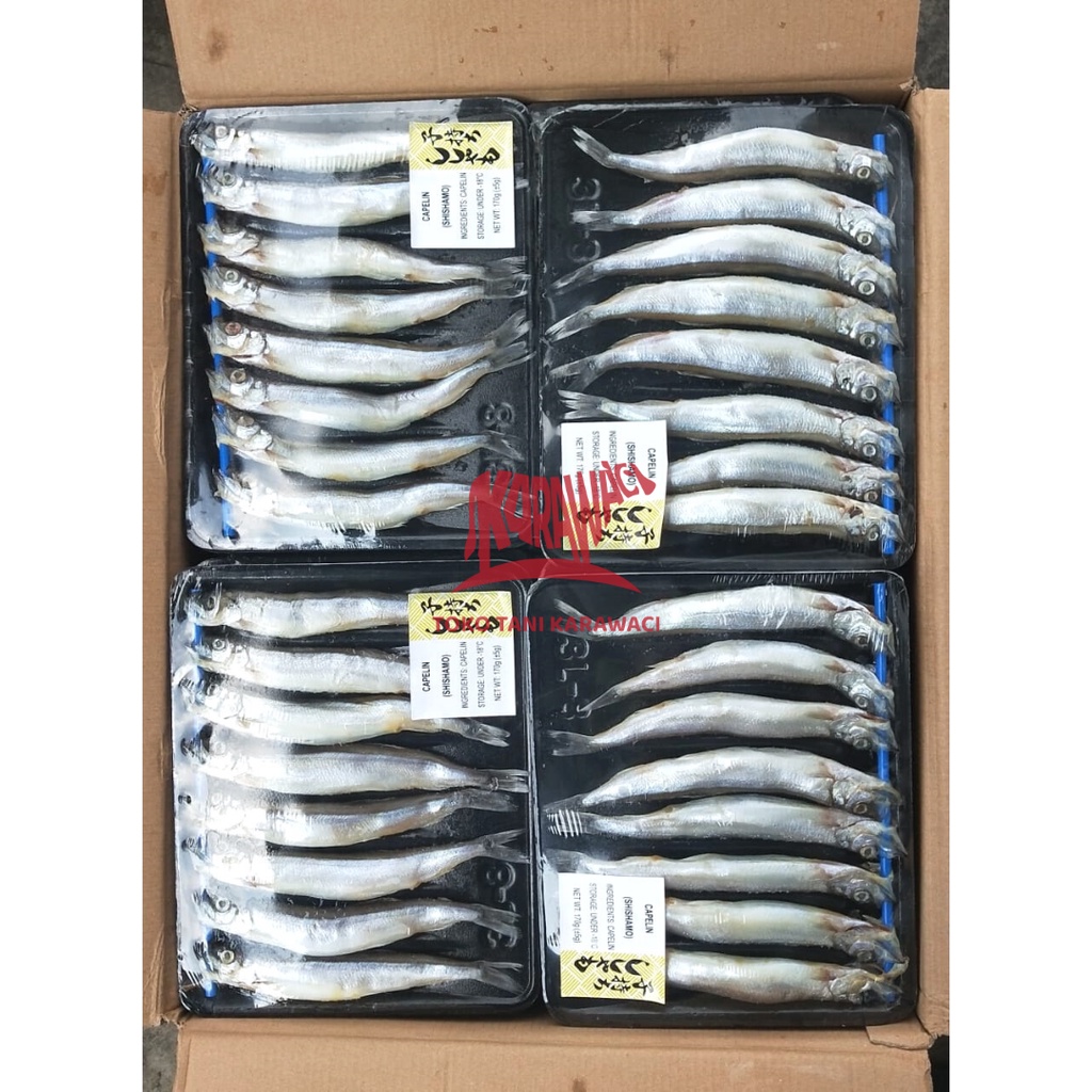 Ikan Capelin / Shisamo Fish - PREMIUM