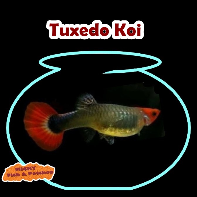 BETINA Guppy Tuxedo Koi Grade Indukan
