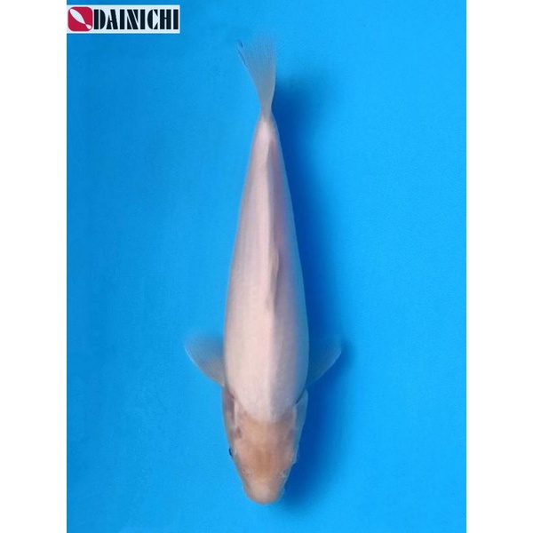 Koi Shiromuji Dainichi Farm Size 35BU Sertifikat Breeder Import Jepang