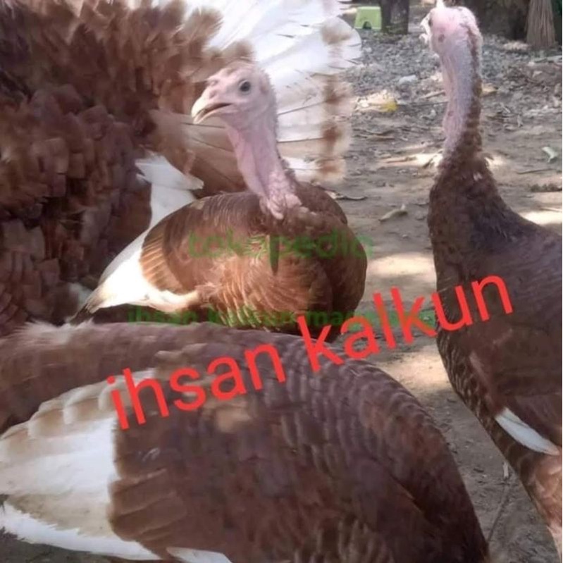 Telur ayam kalkun bourbon red untuk ditetaskan