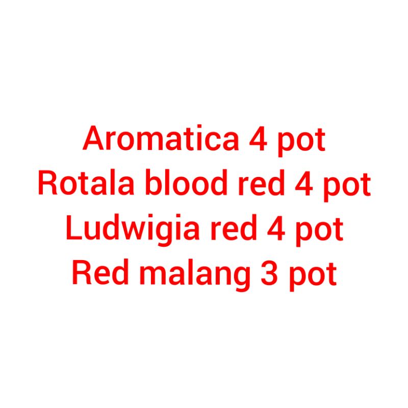 15 pot tanaman merah / paling murah / aquascape low co2