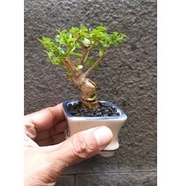 Bonsai Shito Sancang + Pot Keramik