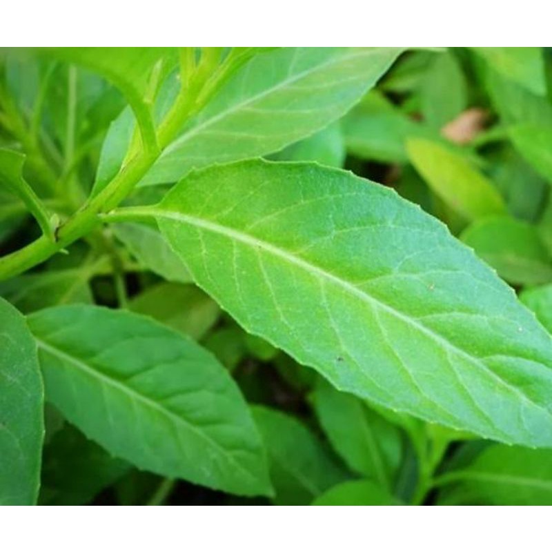 

Daun Asia Afrika Fresh Langsung petik dari pohon
