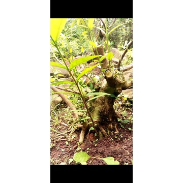 Bonsai Anting putri Smoll               BOGEL.