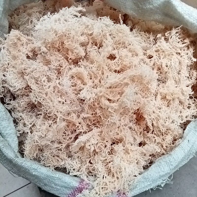 

Rumput Laut Kering Khusus Untuk Es Dan Agar2