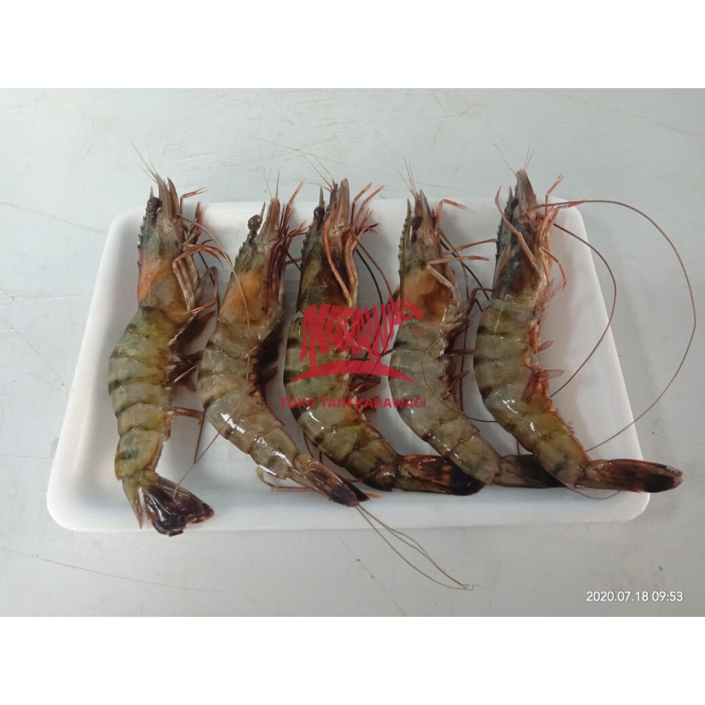 Udang Black Tiger / Tiger Prawn / Pancet / Windu @500gr - SUPER BESAR