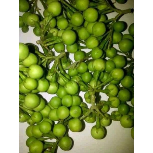 

Buah rimbang/buah cepokak/terung kokak Pipit
