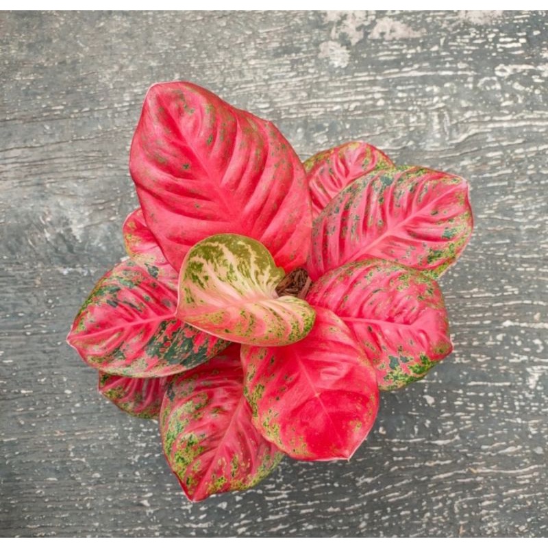 Aglonema Wulandari rimbun (ASLI WULANDARI)