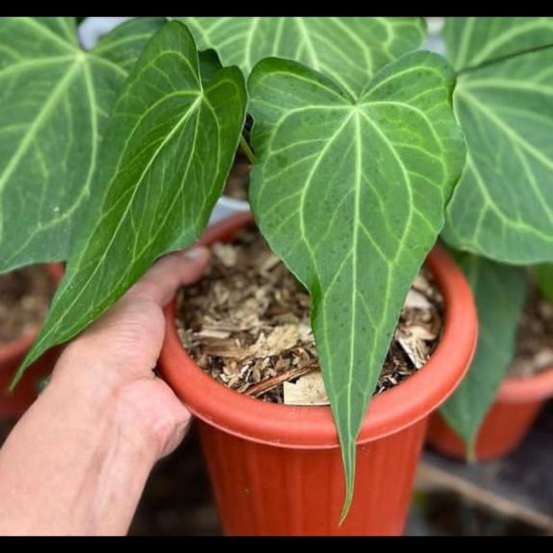 Anthurium delta force varian super ekonomis