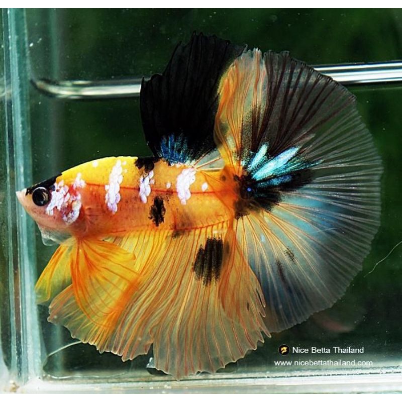 HALFMOON YELOOW BASE MARSUPILAMI X KUNTHAI