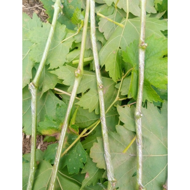 BLG PAKET ENTRES ANGGUR IMPORT 10 VARIAN