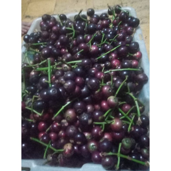 

kupa landak ready