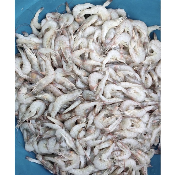 

anak udang