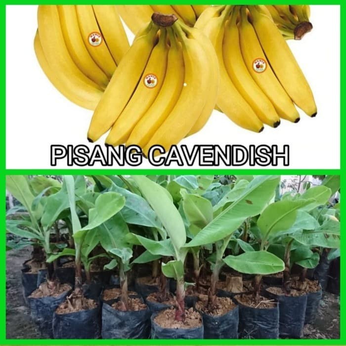 Bibit Pisang Cavendish Pohon Pisang Cavendish Tanaman Pisang Cavendish JJ22