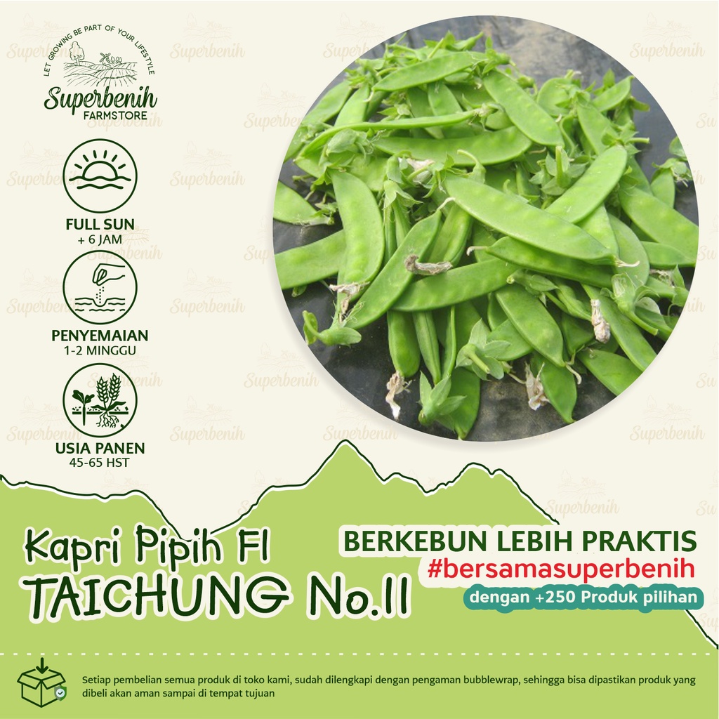 5 Biji - Benih KAPRI PIPIH Taichung No.11 F1 (ercis /snow pea)