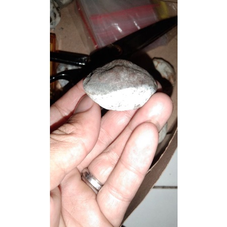 muncang adu mantili mentahan