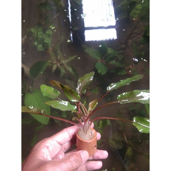 Criptocoryne becktii per pot - tanaman aquascape