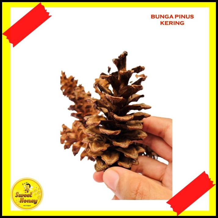 Jual Bunga Pinus Kering Natural Shopee Indonesia