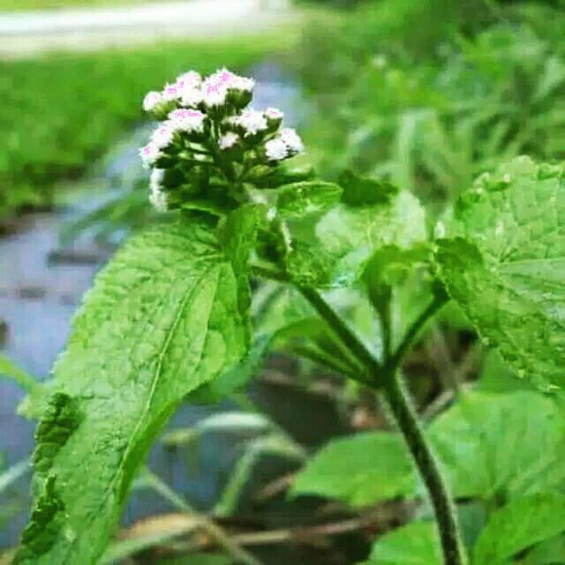 

200gr DAUN BANDOTAN SEGAR akar + batang + Daun BABADOTAN KISTA ASAM URAT DIABETES