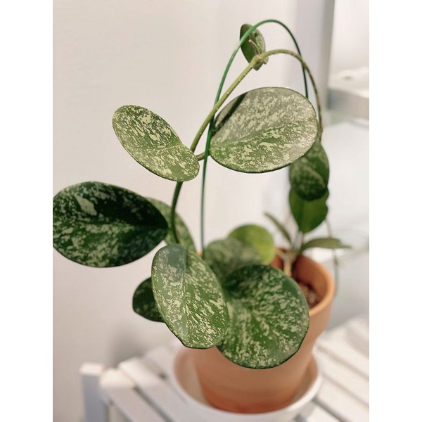 hoya obovata splash import