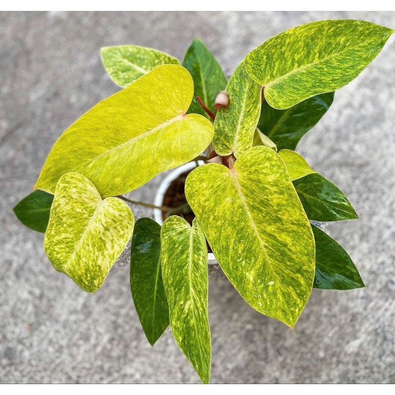 philodendron Painted Lady