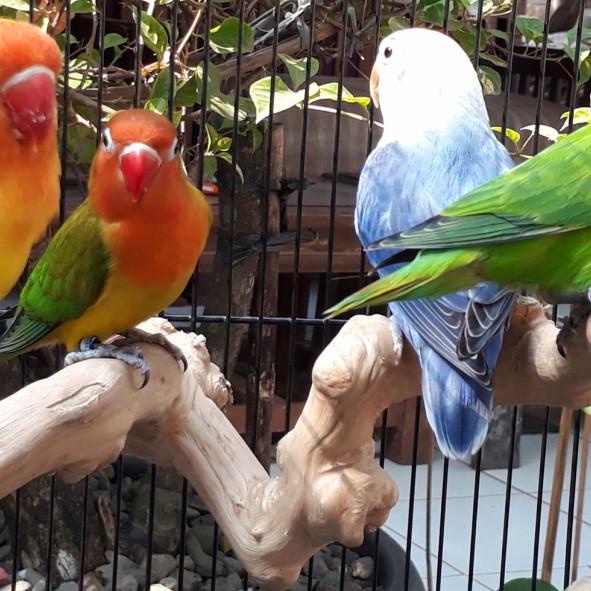 Tangkringan kayu kopi