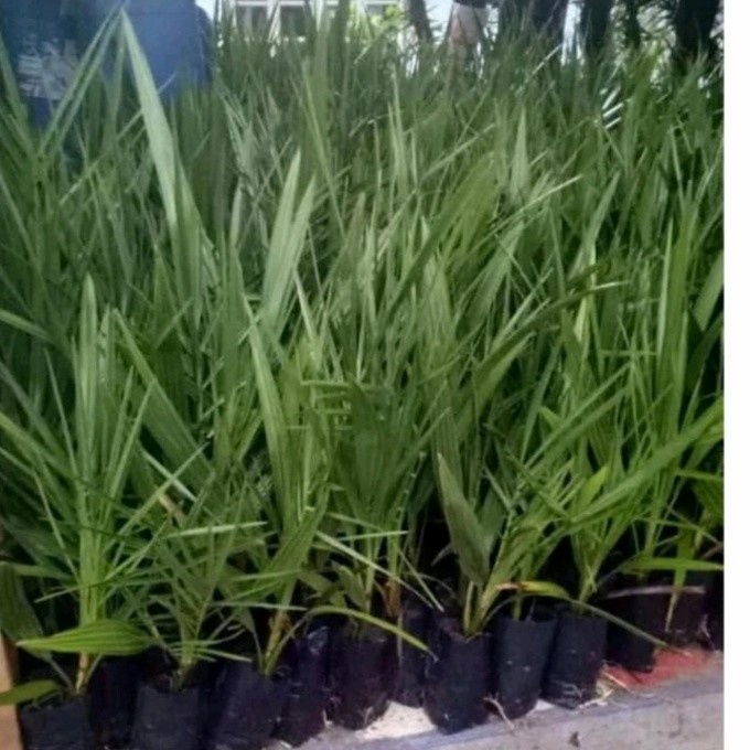 paket 2 bibit tanaman pohon kurma ajwa janta dan betina tinggi 1 meter valid