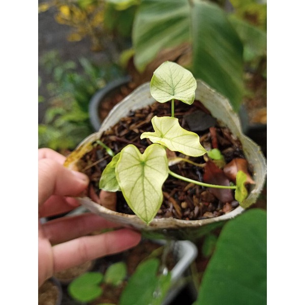 Colocasia esculenta variegata mint