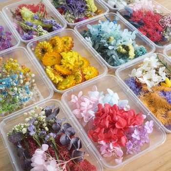 GS8U Inmilcia Bunga Kering Aromatherapy Real Dried Flower A015 Mix Color Or-i