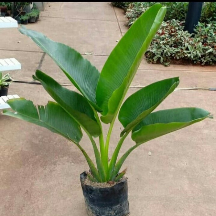 tanaman hias pisang hias 1meter