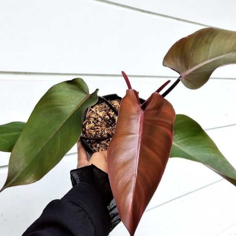 TANAMAN HIAS PHILODENDRON DARK LORD - TANAMAN HIAS INDOOR