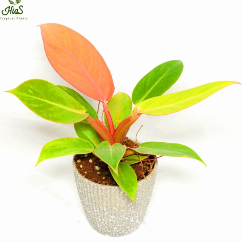 Tanaman Hias Philodendron Lemon Lime/ Philo Lemon Lime/ tanaman hias hidup - bunga hidup - bunga agl