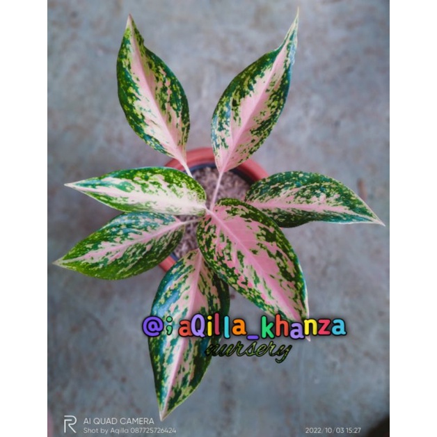 Aglonema Silver bell