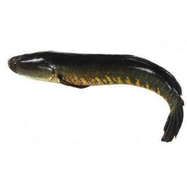 

Ikan Gabus