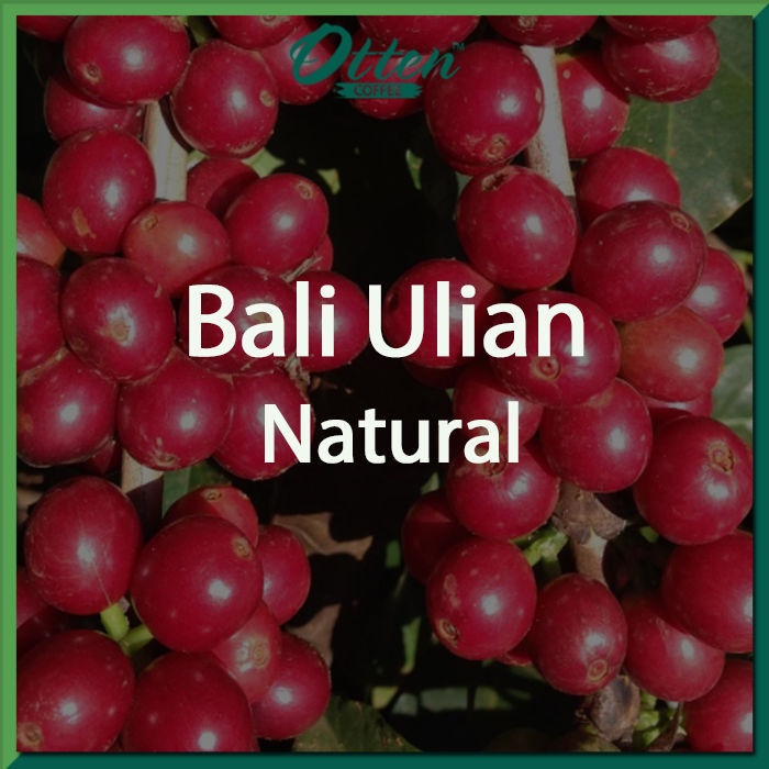 

Green Bean Kopi Arabica Bali Ulian Natural - 1 Kg - Biji Kopi Mentah Siap Roasting - Otten Coffee