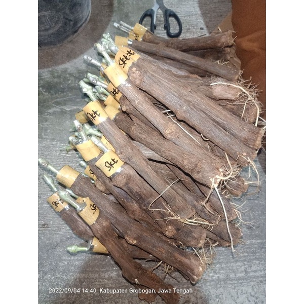 cutting grafting anggur impor