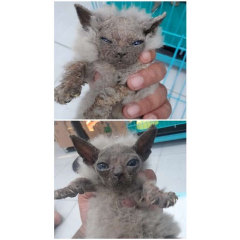 Derma Force Obat Anti Jamur Scabies Jamur Bulu Rontok Kusam Kucing Anjing