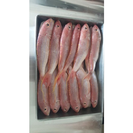 

ikan Krisi (si merah)