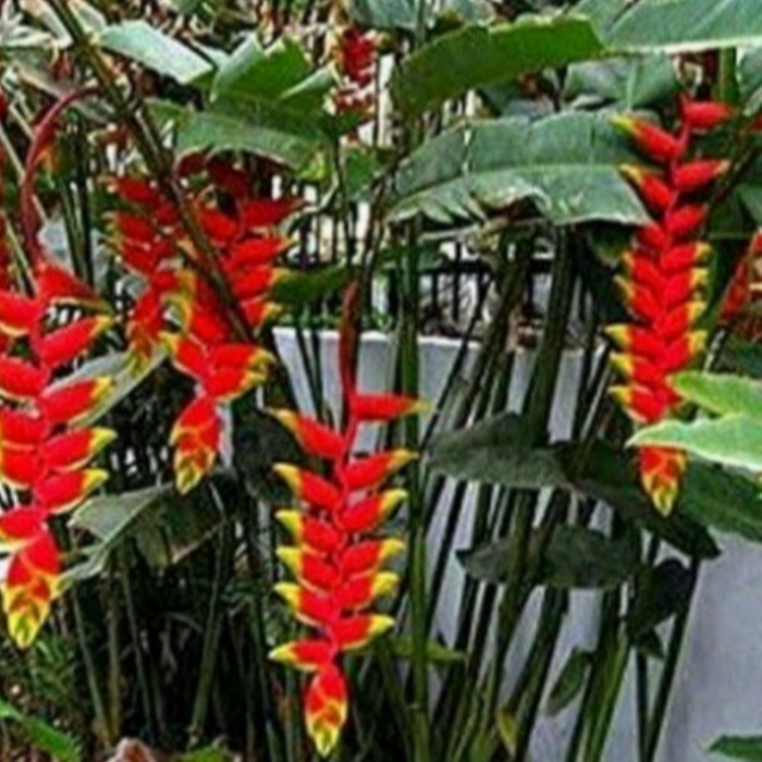 Tanaman hias pisang betet 1.5 meter pisangan hias