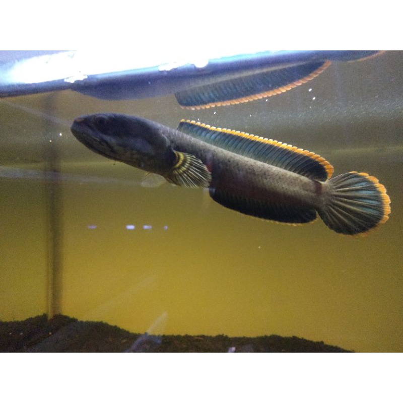 cod kebutuhan aquarium channa cana limbata singel tank galak ukuran 14-15cm bahan kontes