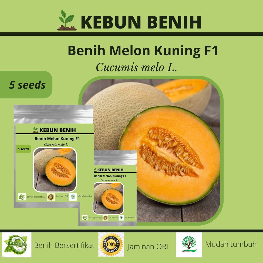 Benih Tanaman Melon Kuning Kualitas Unggul