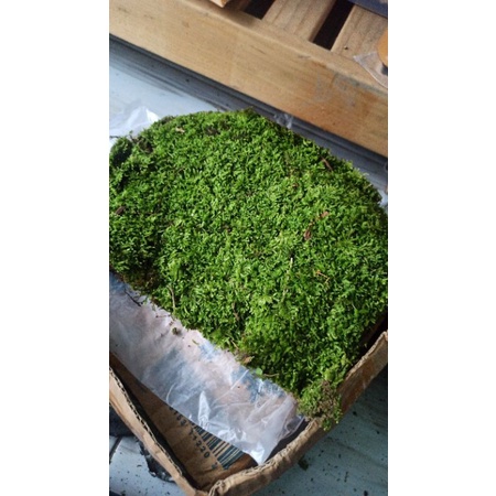 moss weping clump moss lempeng aquascape