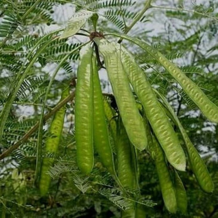 new Daun petai cina ( LAMTORO ) 250gram pucuk daun petai cina