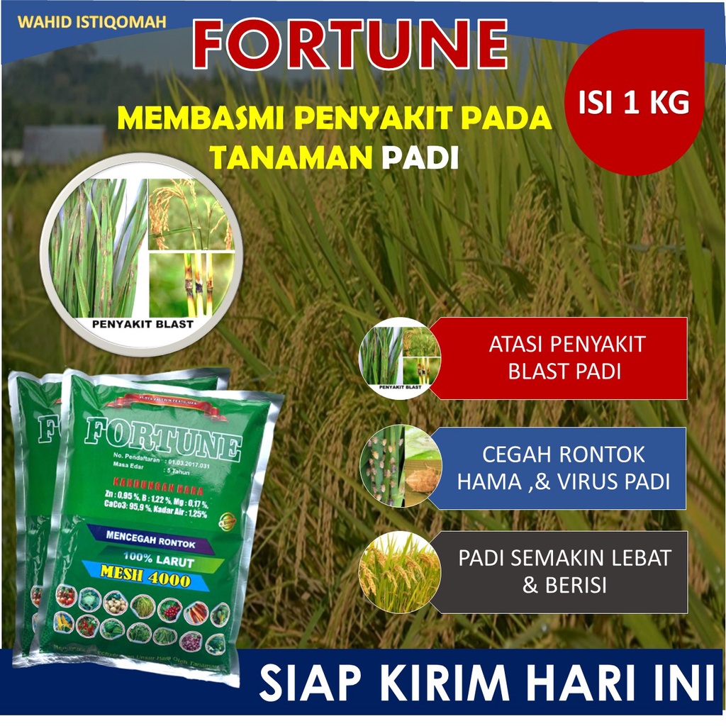 jual-1-kg-booster-padi-fortune-cegah-kerdil-dan-hawar-tanaman-padi