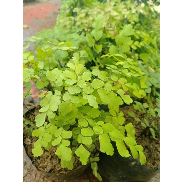 tanaman hias pakis suplir mini / suplir daun kecil / suplir hias