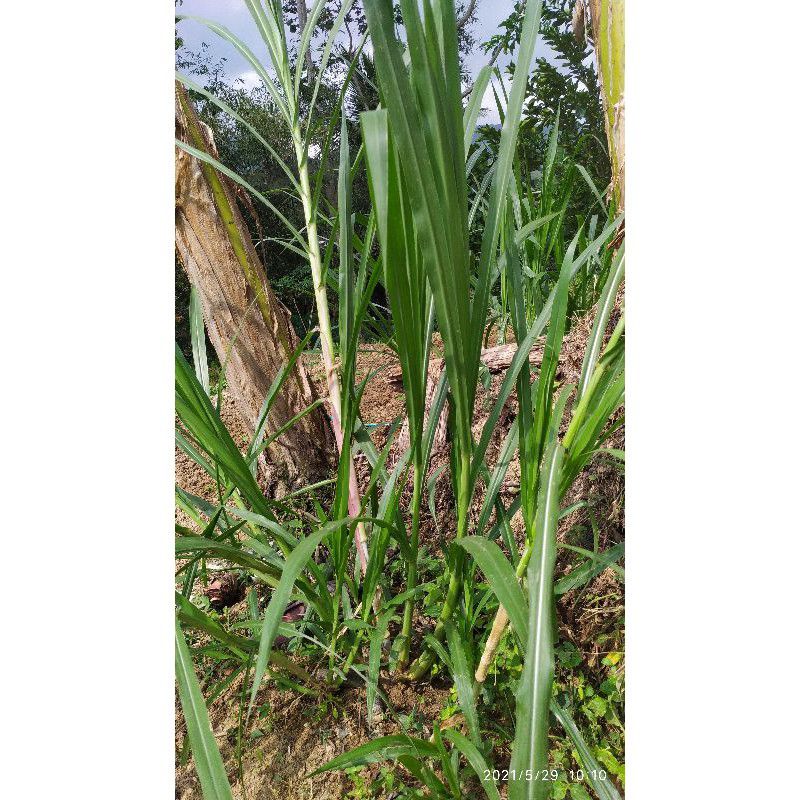 Bibit rumput Gama umami per 1 stek