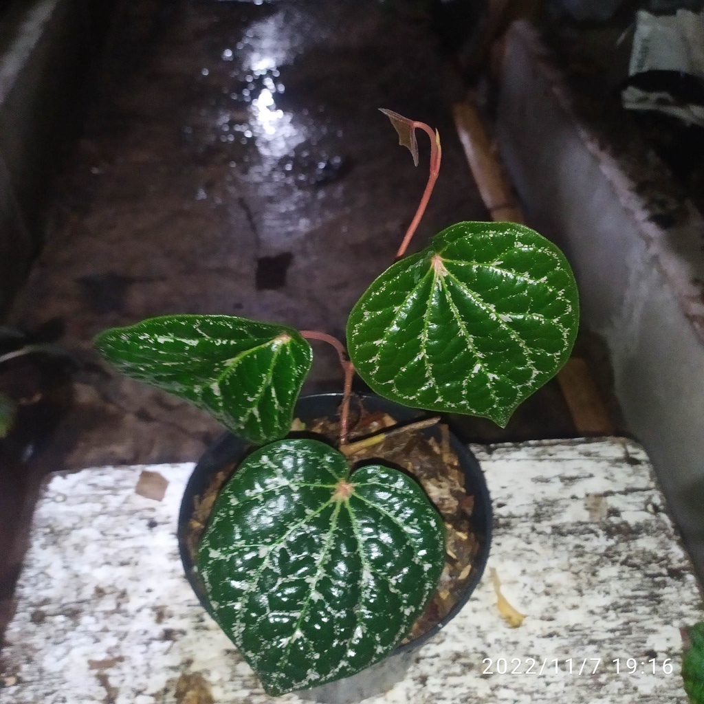 sirih wulung