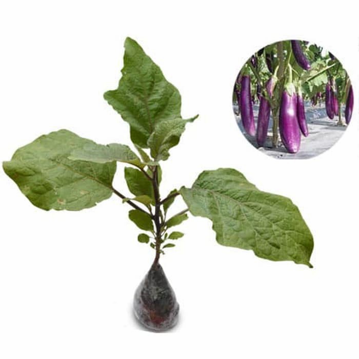 bibit tanaman buah dan sayur terong ungu FF11